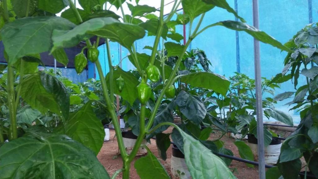 Lovers Green Villa Ματάρα Εξωτερικό φωτογραφία